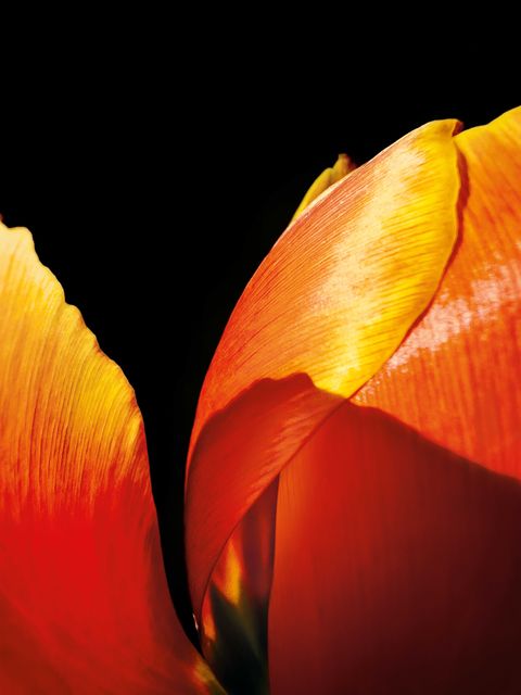 a close up shot of a tulip