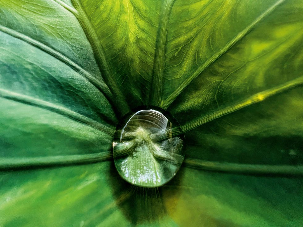 a droplet of water close up on a plant