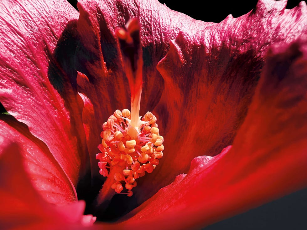 up close photo of a flower