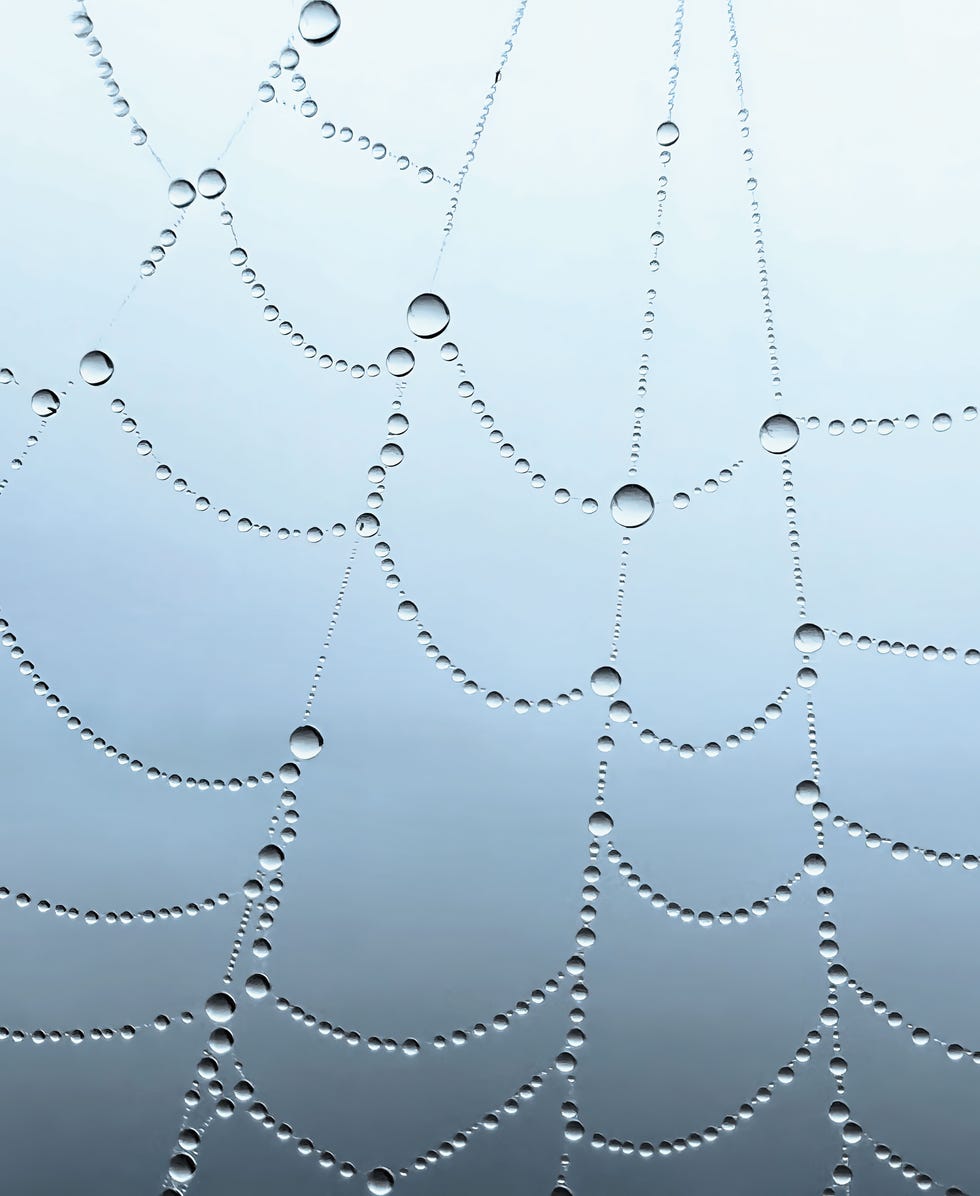 drops of dew on a spiderweb