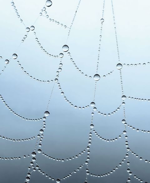 drops of dew on a spiderweb
