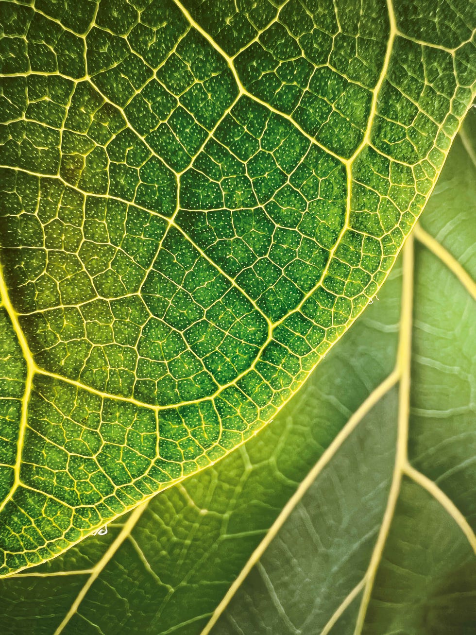 macro shot of a leaf