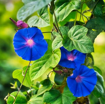 ipomoea indica moonflower in a striking blue color