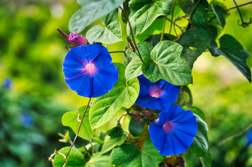 ipomoea indica moonflower in a striking blue color