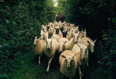 Jongens hoedden een kudde schapen naar huis in Foulksmills in deze foto uit 1969 van National Geographic