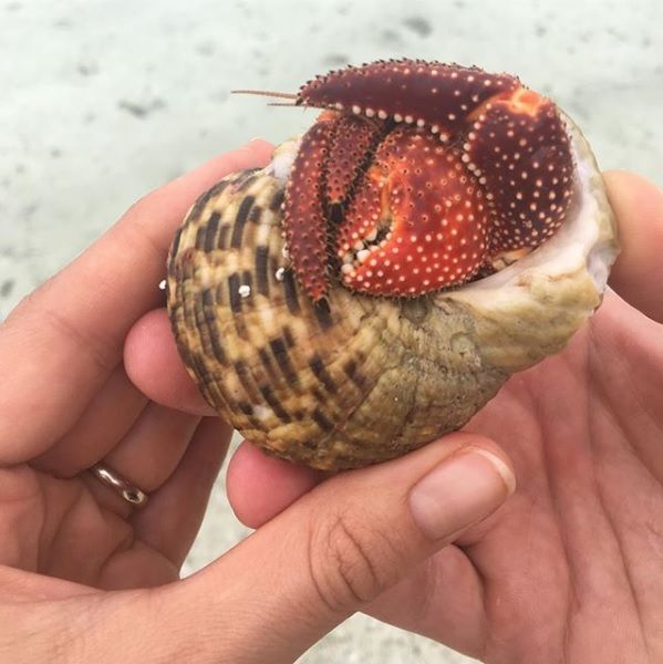 Sea snail, Cockle, Hermit crab, Terrestrial animal, Conch, Organism, geography cone, Invertebrate, Clam, Bivalve, 