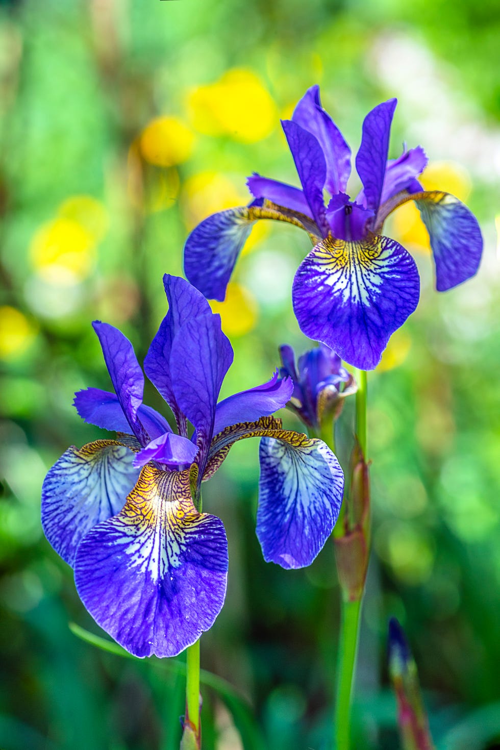 a close up shot of iris siberica with an out of focus background.