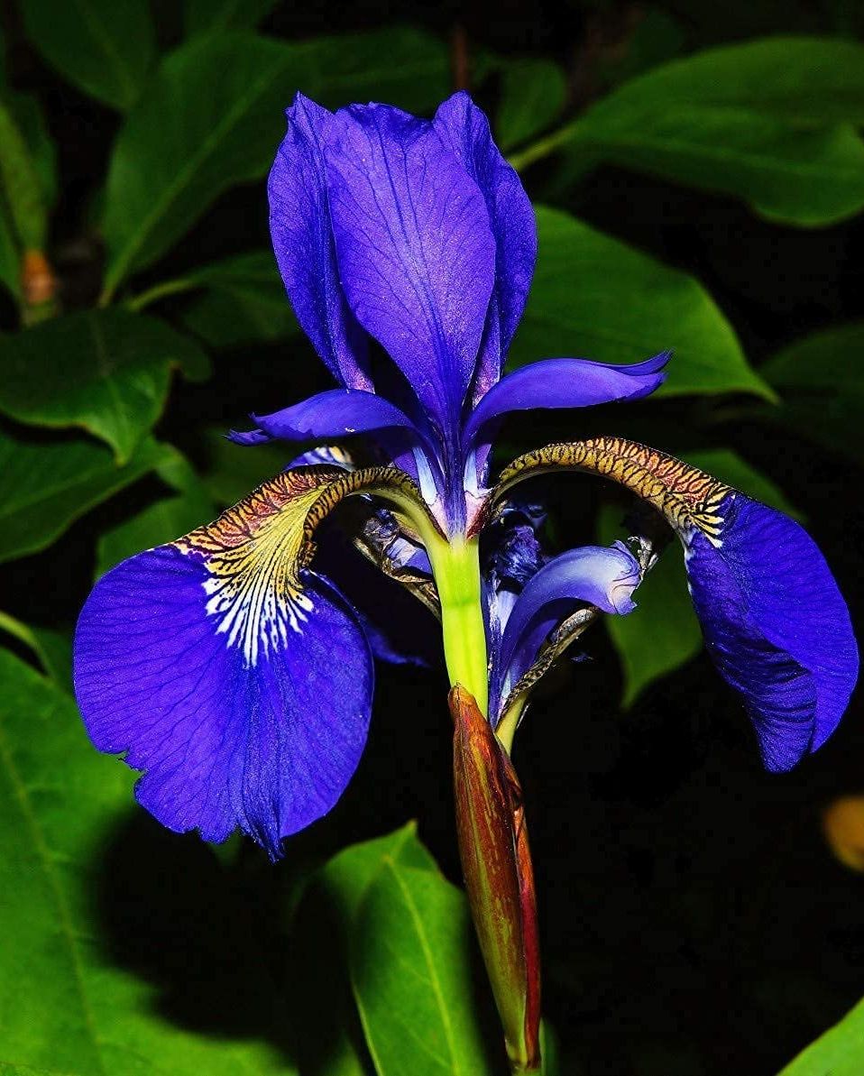 35 Best Blue Flowers for Your Garden - Top Types of Blue Flowers