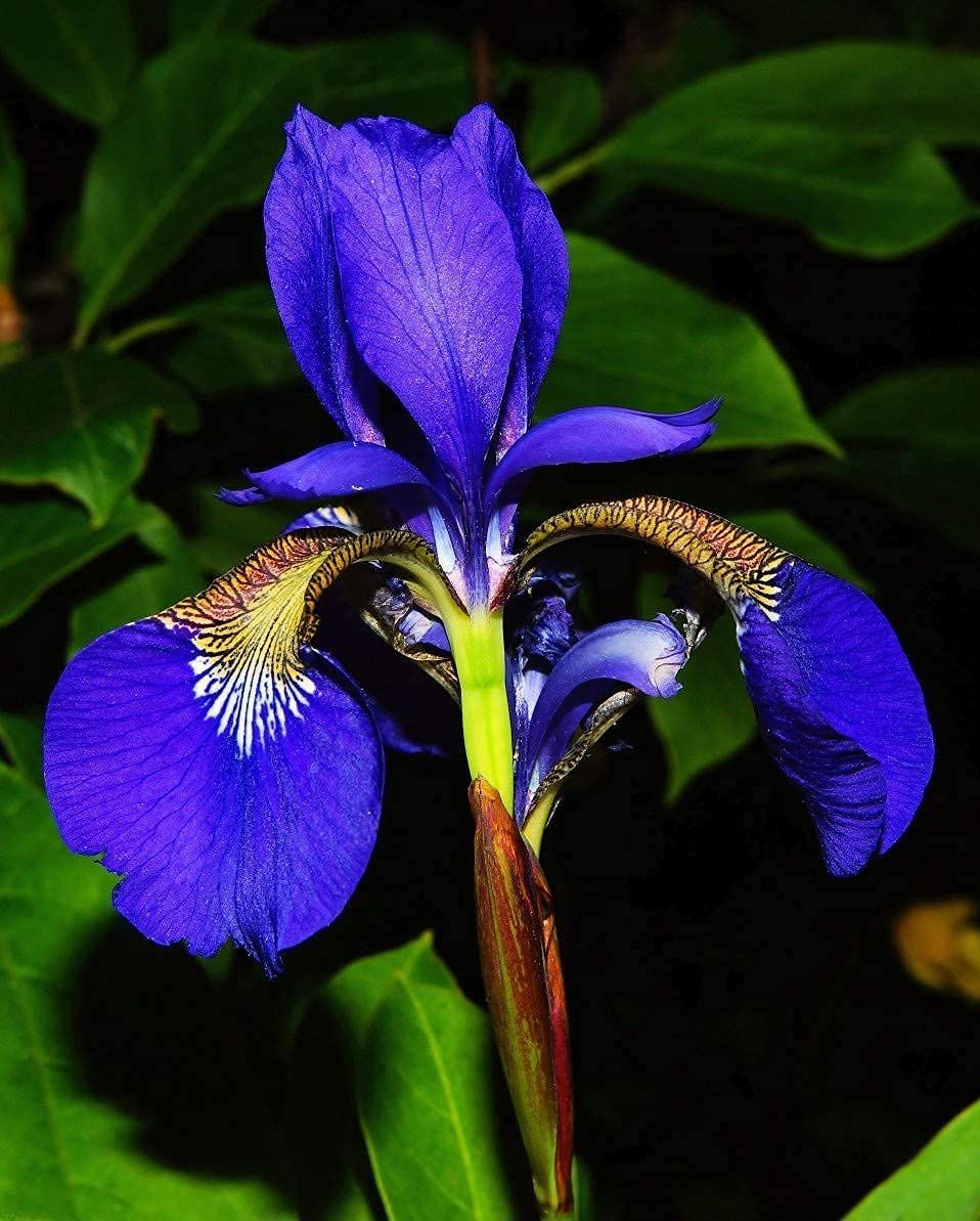 blue flowers american iris