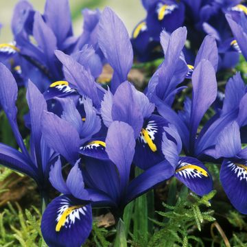 iris harmony reticulata