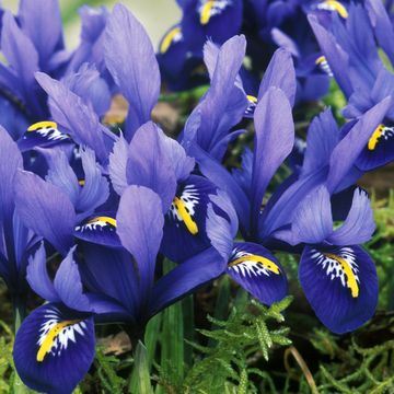 iris harmony reticulata