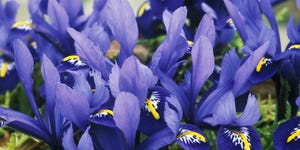 iris harmony reticulata