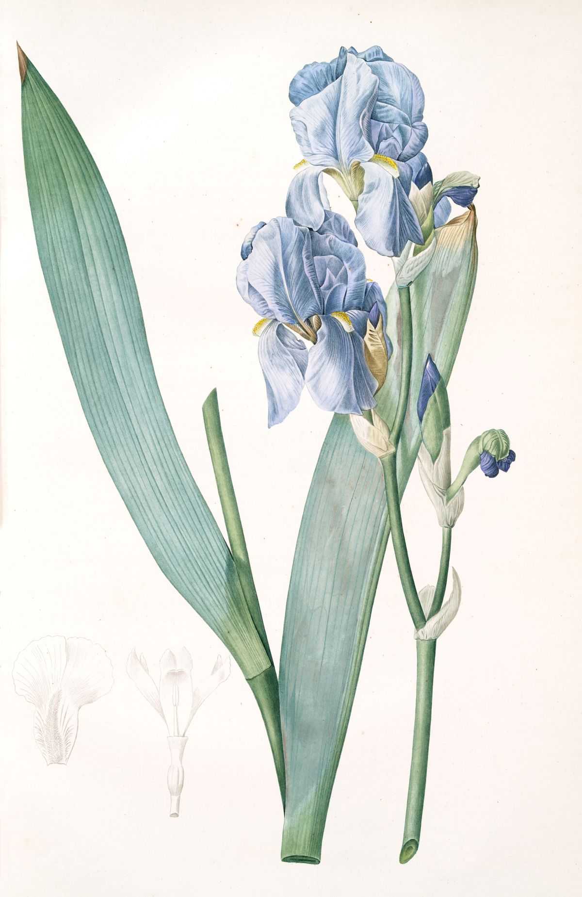 iris pallida