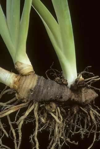 root of iris