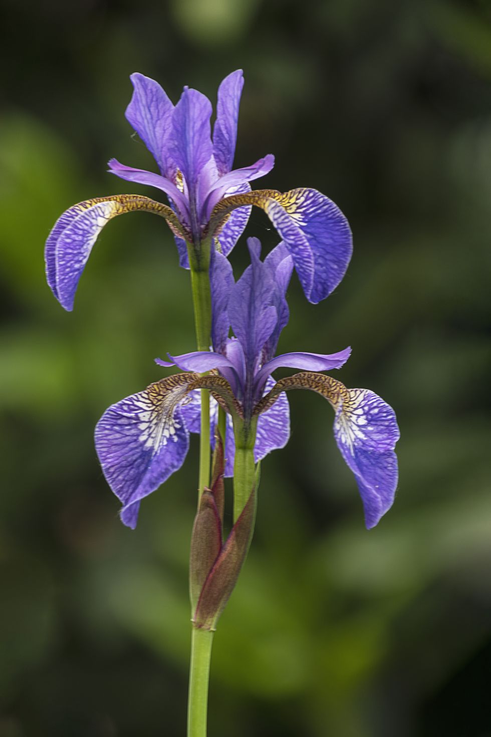 iris siberica