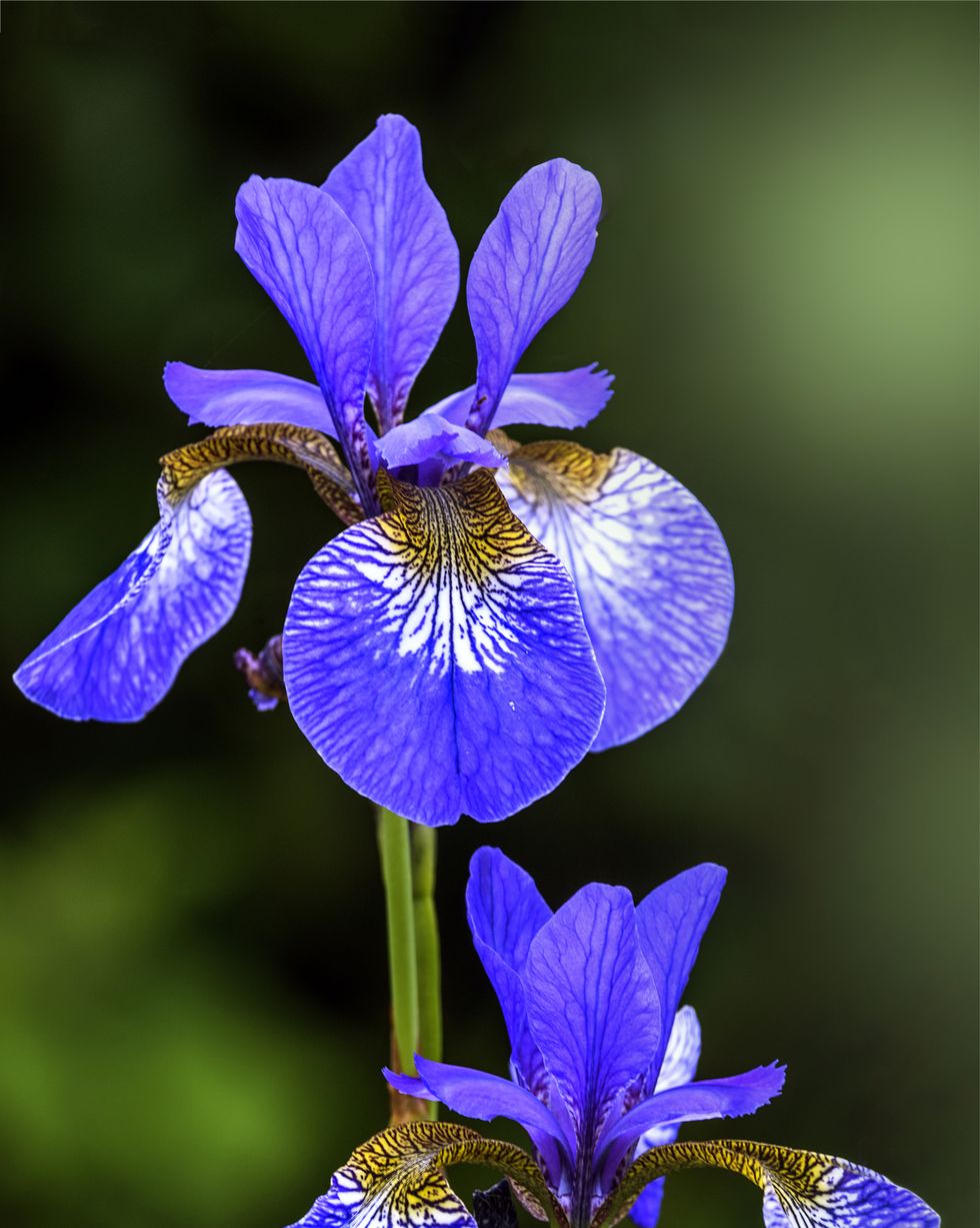 Iris Sibericaa