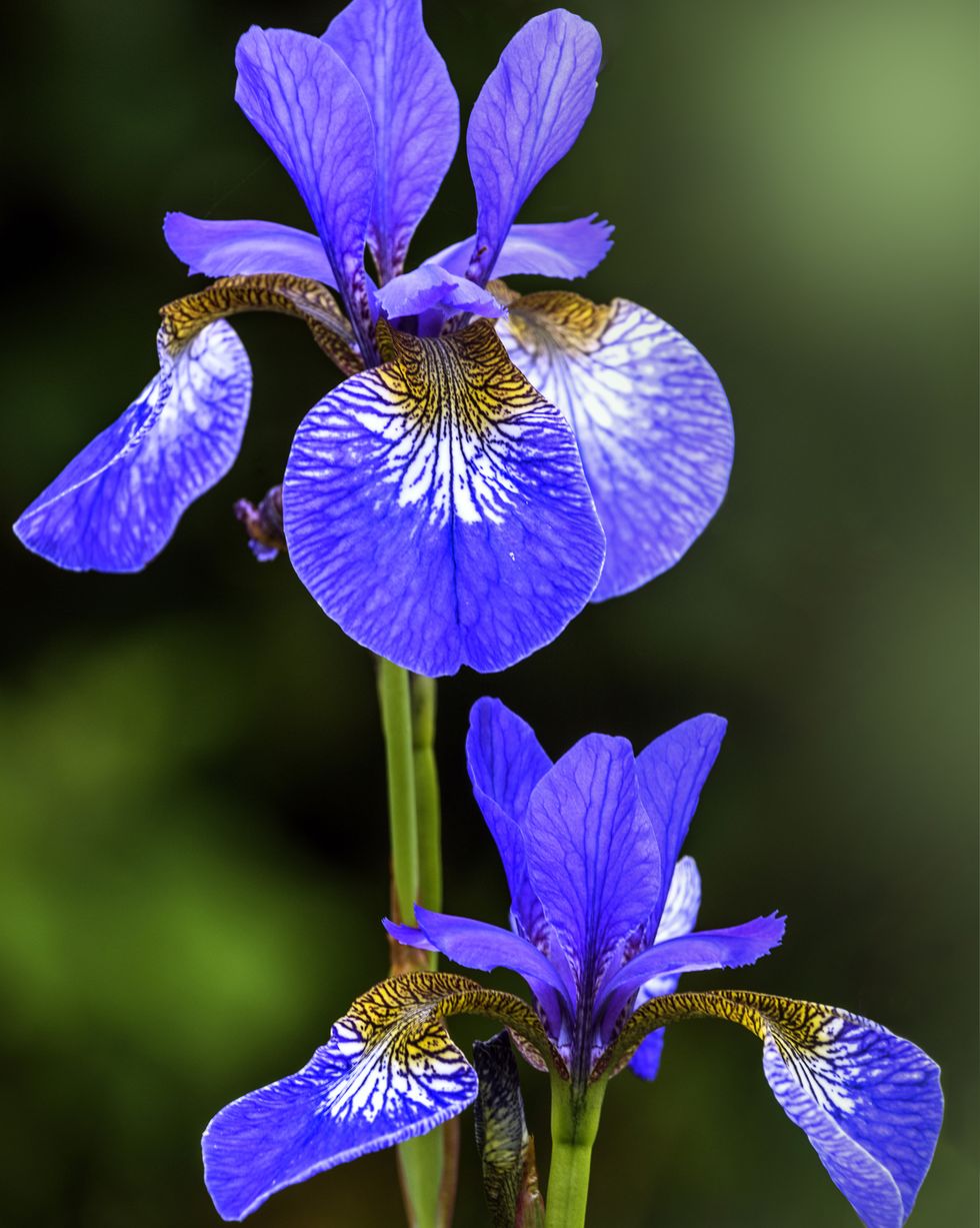 Iris Sibericaa