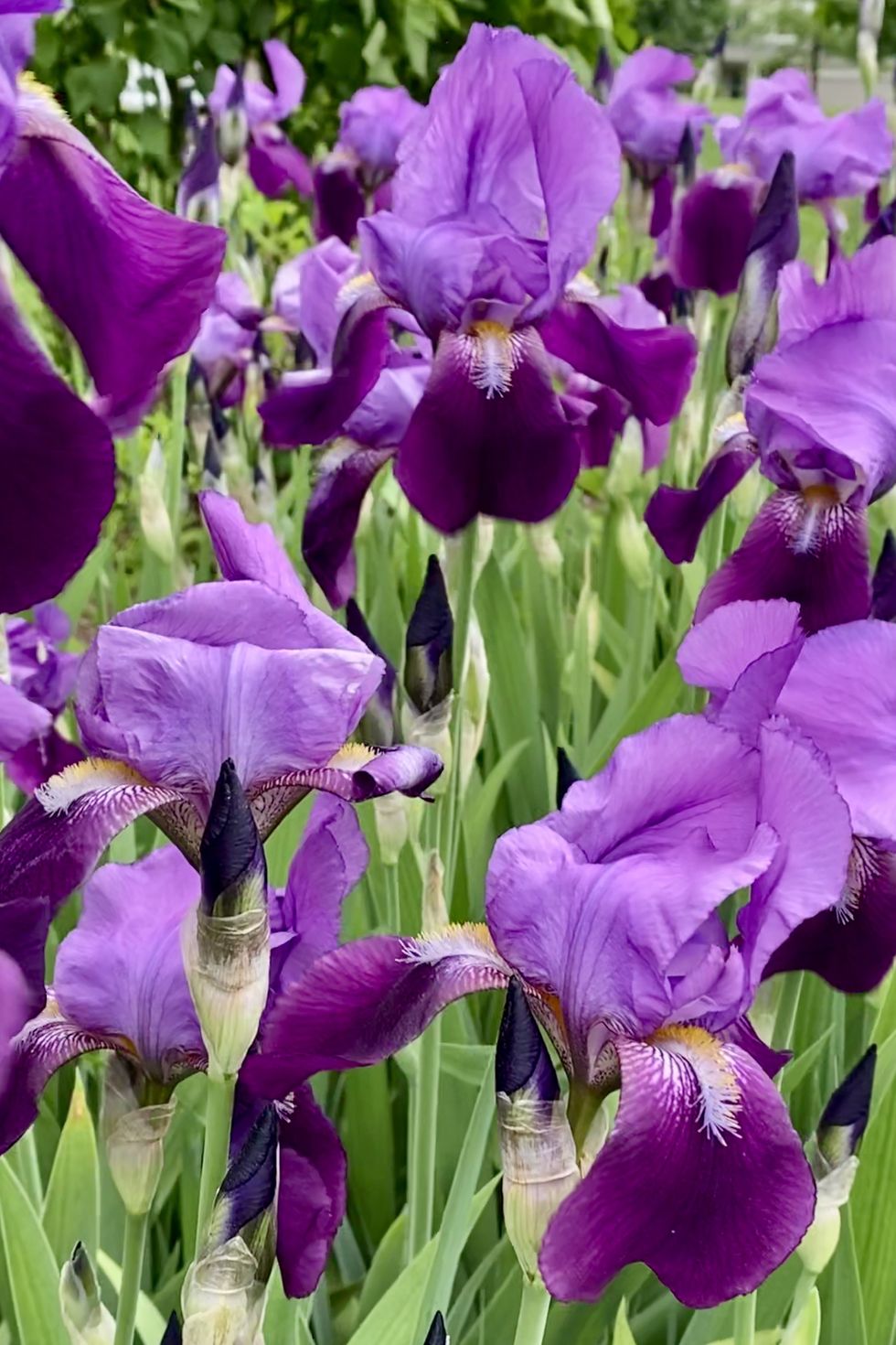 deep purple irises in bloom