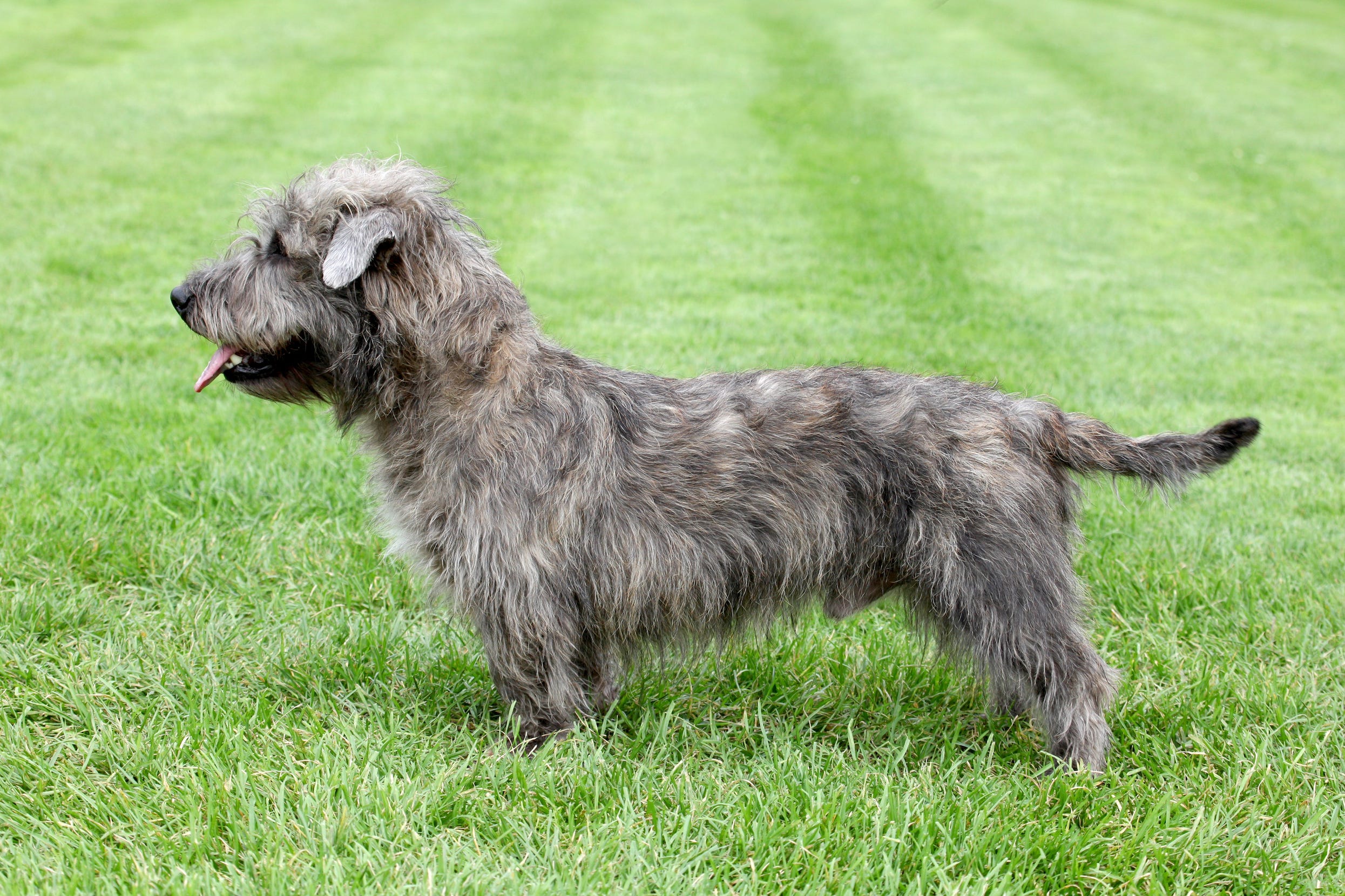 6 Irish Dog Breeds And Their Histories