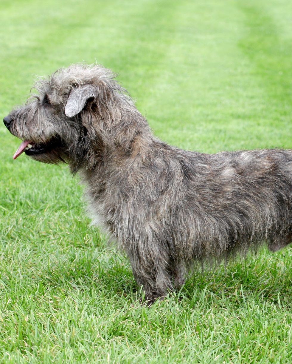 typical irish glen of imaal terrier on the green grass