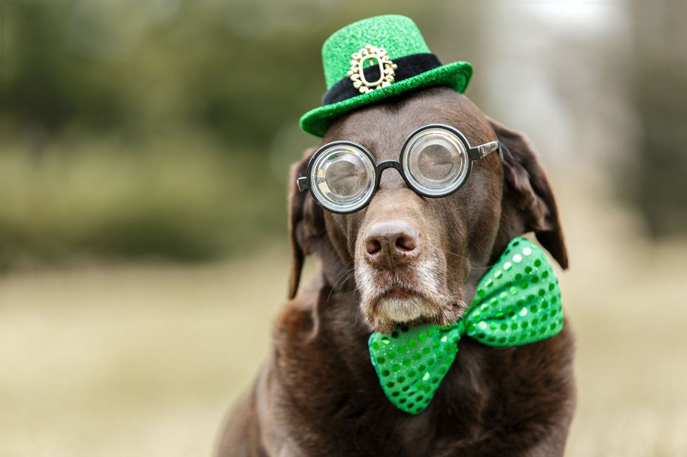 dog dressed in funny glasses with a green hat and tie, captioned with a saint patricks day pun