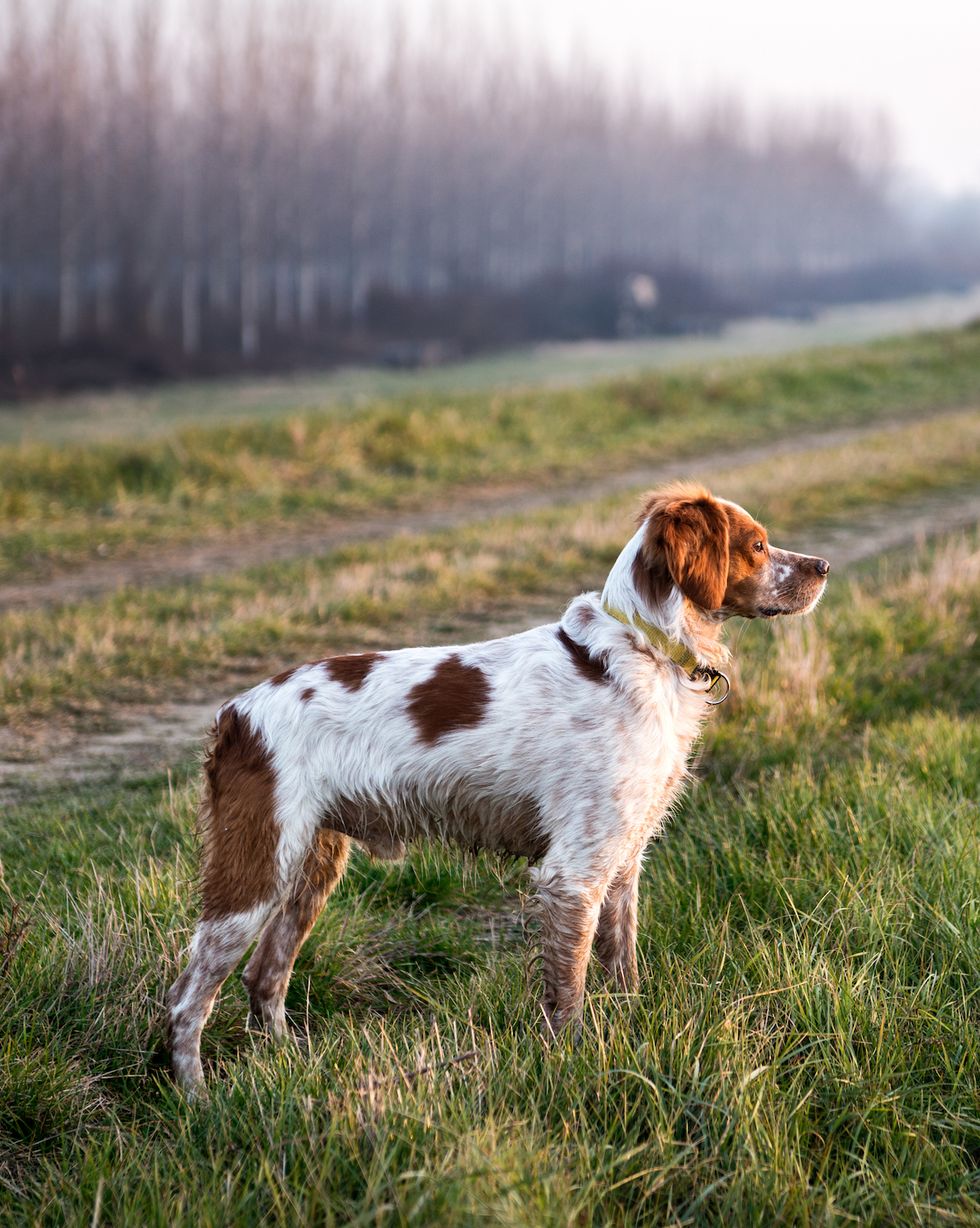 young hunting dog standing in the field and stalking prey during hunting