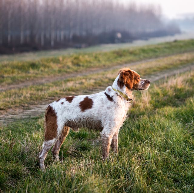 young hunting dog standing in the field and stalking prey during hunting