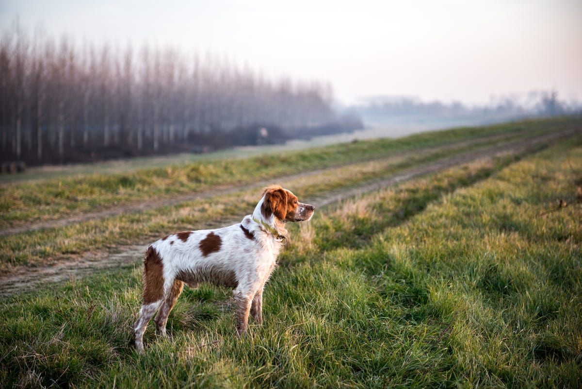 6 Irish Dog Breeds And Their Histories