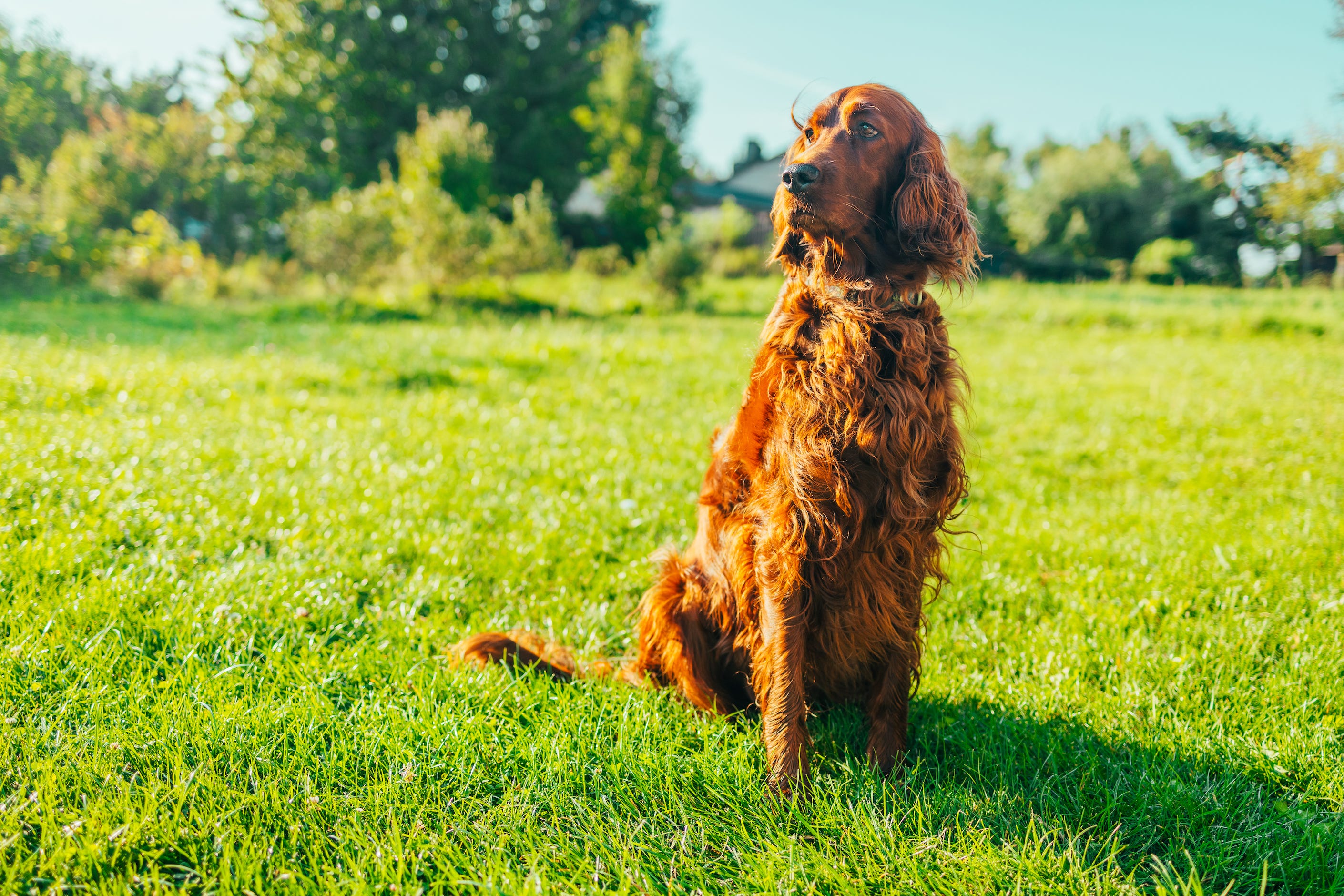 6 Irish Dog Breeds And Their Histories