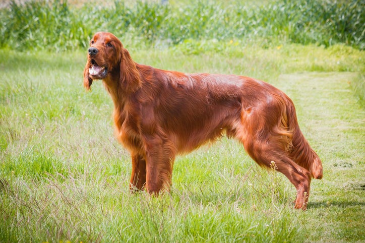 Coconut oil for dogs: Why coconut oil could be good for dogs