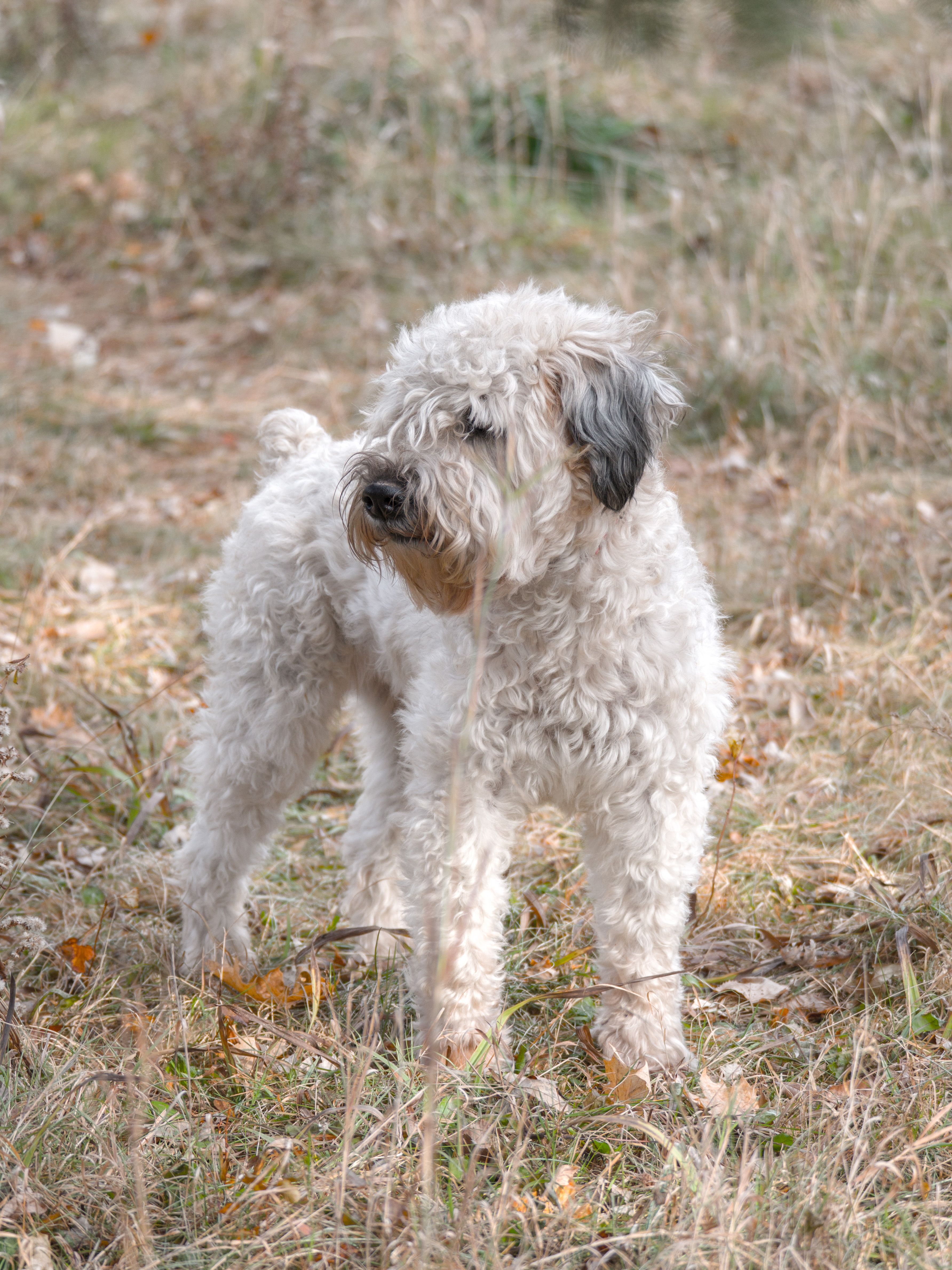 White store wheaten terrier