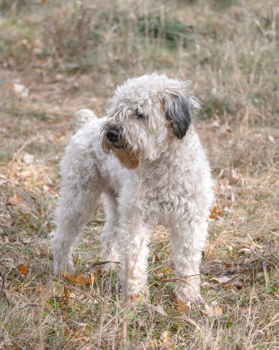 a beautiful full body animal pet portrait of a soft coated wheaten terrier dog as it stands on a brown patch of grass in a meadow or prairie and looks off to the side