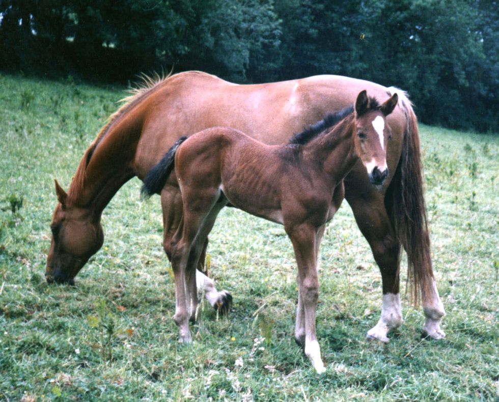 a couple of horses stand in a grassy field