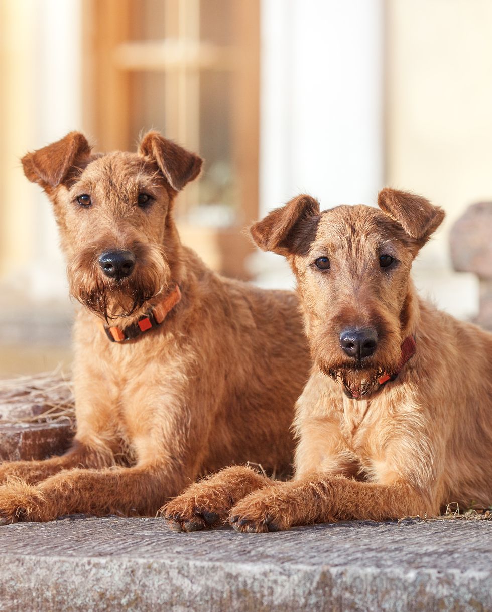 two red haired irish terrier lie next to the background of the building