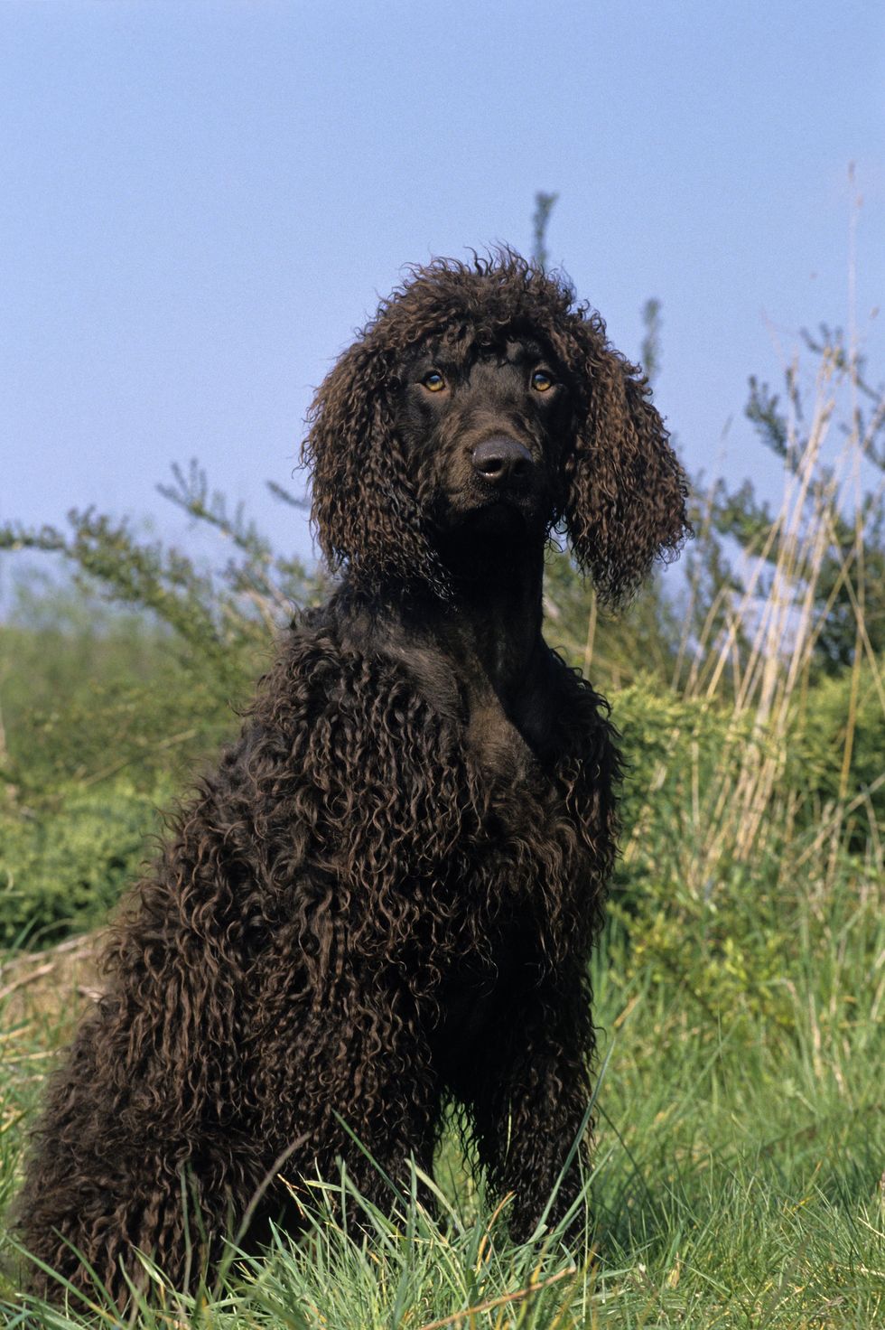 dogs that dont shed irish water spaniel