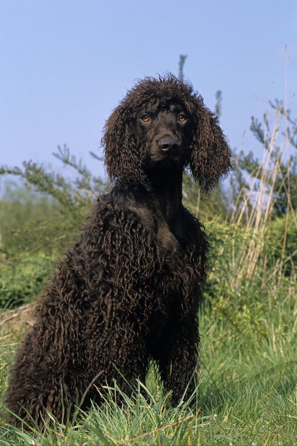 dogs that dont shed irish water spaniel