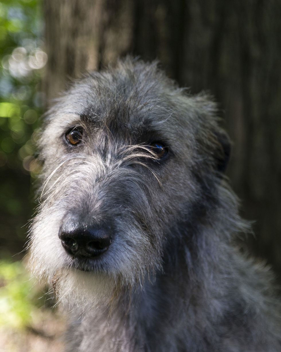 hound dog breeds irish wolfhound