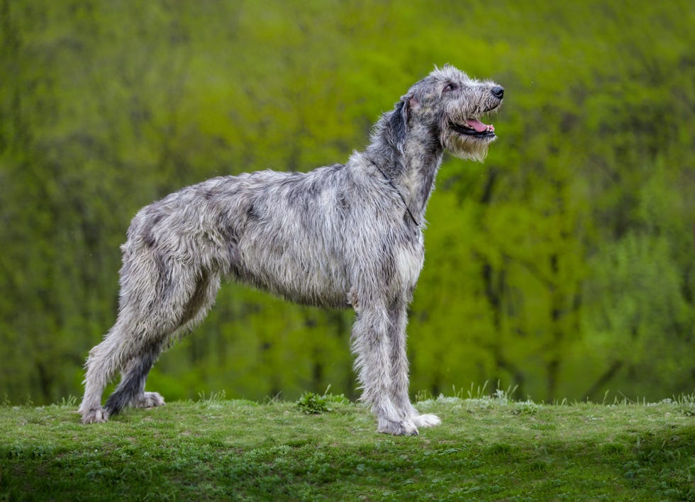 irish wolfhound, una de las 8 razas de perro con más empatía