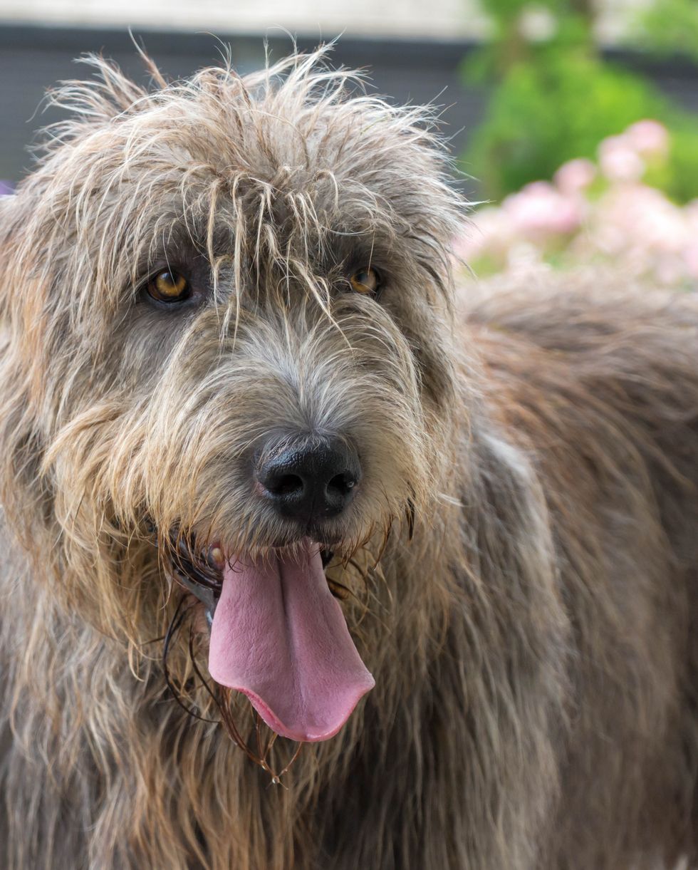 an irish wolfhound with his tongue sticking out