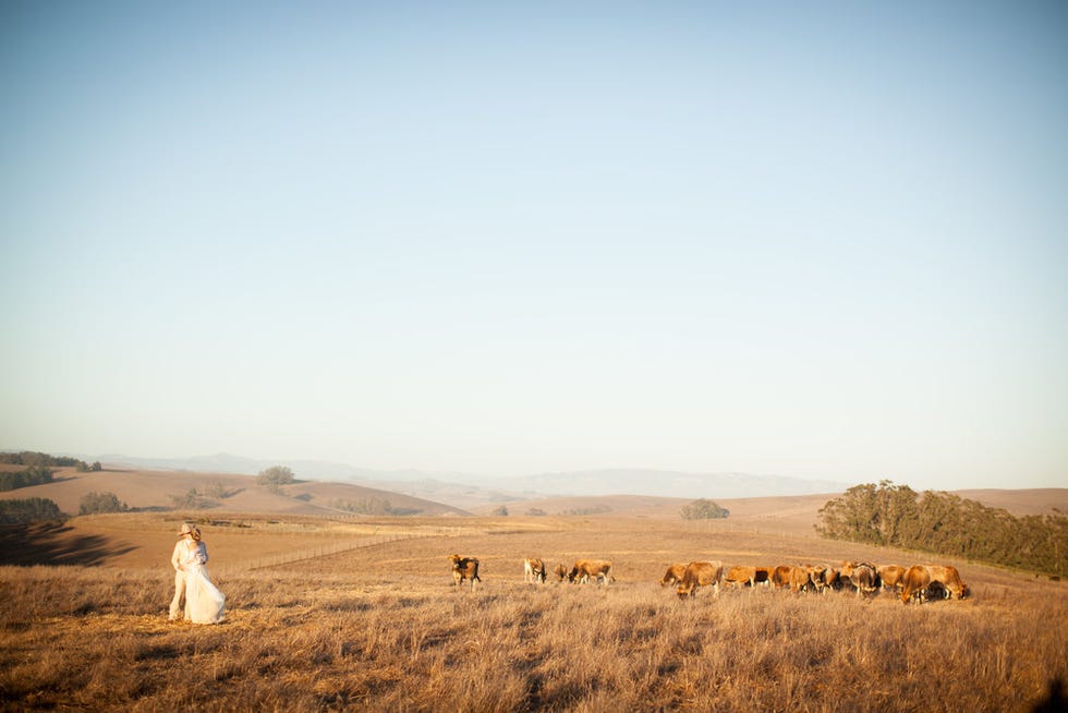 Sky, Natural environment, Grassland, Ecoregion, Plain, Savanna, Steppe, Herd, Grass family, Horizon, 