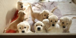 7 red flags that highlight an irresponsible dog breeder