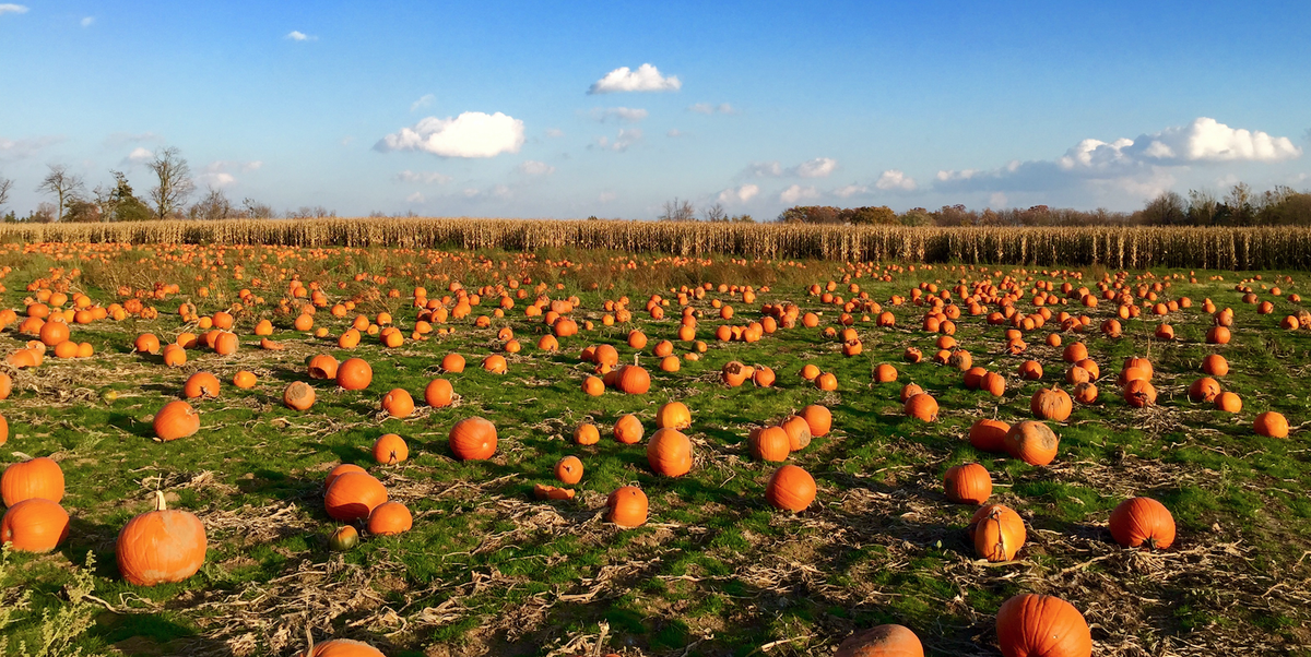 Is Pumpkin a Fruit? Here's Everything You Need to Know