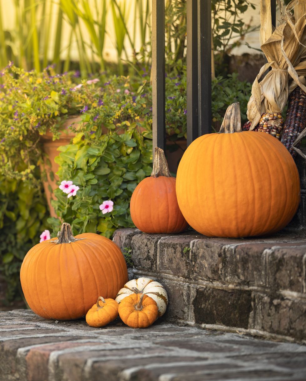 Are Pumpkins A Fruit Or Vegetable? Here's What To Know This Fall