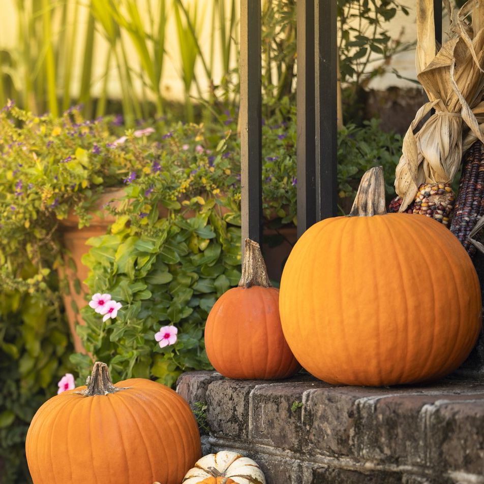 Is Pumpkin a Fruit or Vegetable? Here's Why