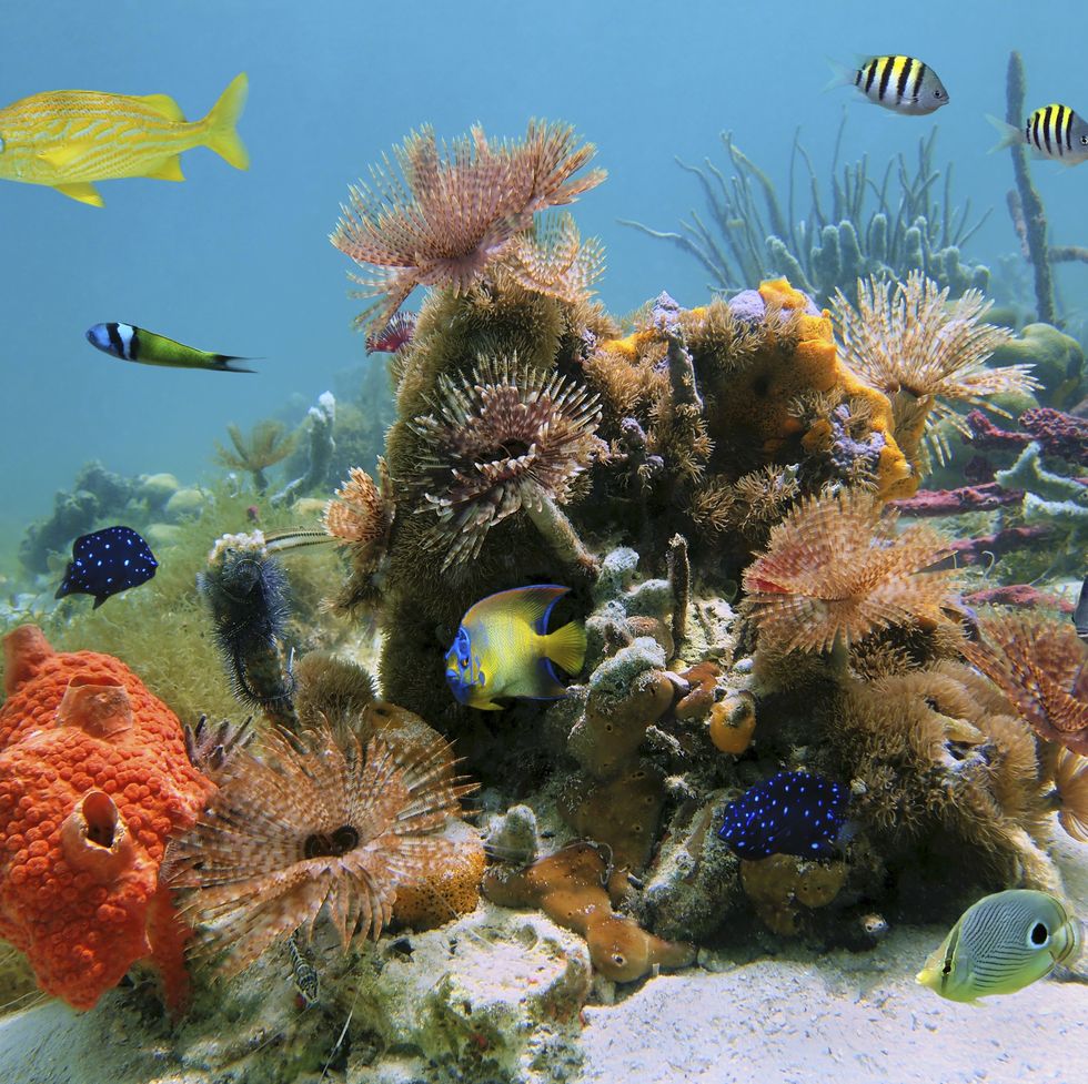 underwater scene with colorful tropical sealife in a coral reef