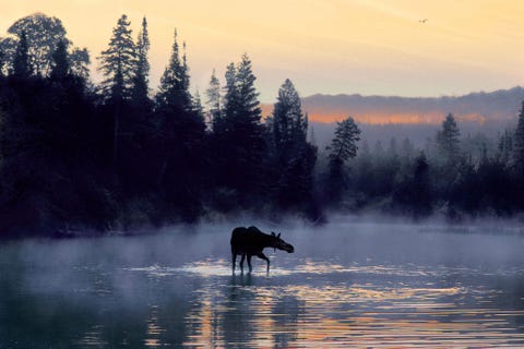 Isle Royale ligt in het uiterste noorden van het Bovenmeer en is beroemd om zijn dichte wouden en rotsige kusten die in 2018 bijna 26000 bezoekers trokken