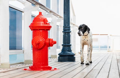pets aboard cunards queen mary 2 have fancy kennel amenities