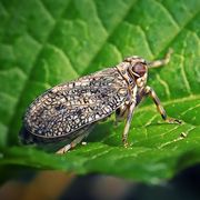 issus coleoptratus planthopper insect