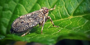 issus coleoptratus planthopper insect