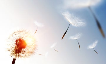 dandelion blowing seeds in the sky